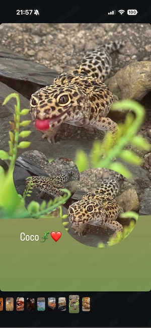     2 Leopardgeckos inkl. komplettem Terrarium & Zubehör