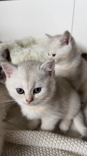 BKH Kitten in silver golden shaded tabby zu verkaufen (britisch kurzhaar kitten)