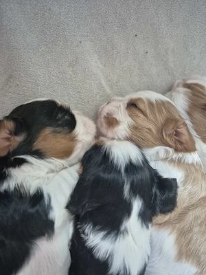 Cavalier King Charles Spaniel Welpen 
