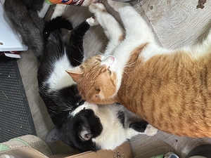Suche dringend Pflegestelle für Katzen auf unbestimmte Zeit 