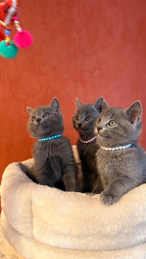 Russisch Blau Kitten mit Stammbaum Bild 5