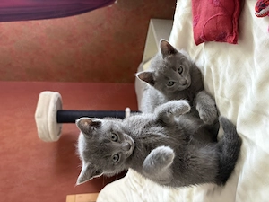 Russisch Blau Kitten mit Stammbaum Bild 8
