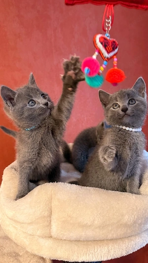 Russisch Blau Kitten mit Stammbaum Bild 4
