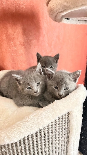 Russisch Blau Kitten mit Stammbaum Bild 9
