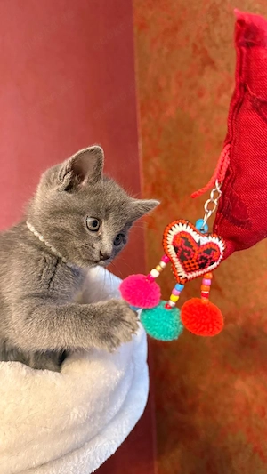 Russisch Blau Kitten mit Stammbaum Bild 6