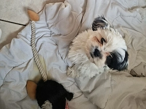 malteser mix Mädchen 