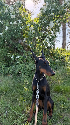 Dobermann Hündin 8 Monate