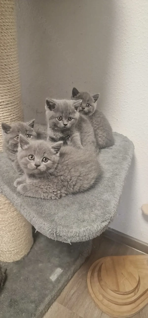 Britisch Kurzhaar Kitten