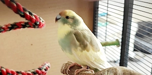 Vögel ziegensittiche Bild 2