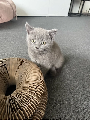Reinrassige Bkh kitten