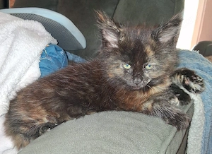 Wir haben Kitten mit wenig Inzucht mit Stammbaum