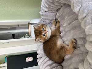 Bkh Kitten 