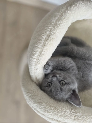 BKH Kitten Lilac & Blue Voll Süß