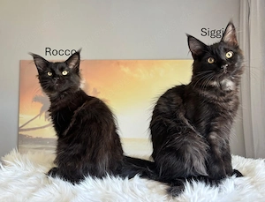 Wunderschöne Maine Coon Kitten suchen ein liebevolles Zuhause | Farbe Black & Black Smoke