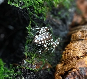 Pfeilgiftfrosch, Excidobates mysteriosus, Maranón Baumsteiger