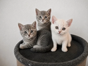 süße BKH kitten sofort Abholbereit 