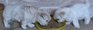 Wunderschöne nicht haarende Familienhunde