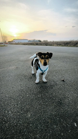 Jack-Russell-Terrier Rüde sucht neues Zuhause Bild 3