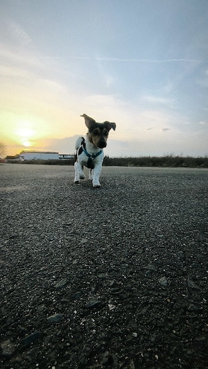 Jack-Russell-Terrier Rüde sucht neues Zuhause   