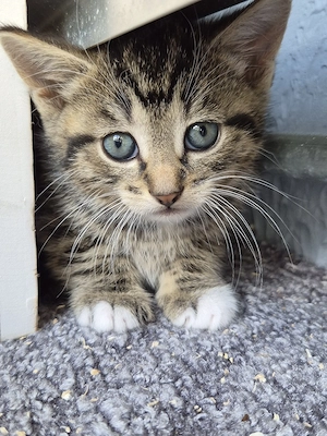 3 Kitten suchen neue Dosenöffner 