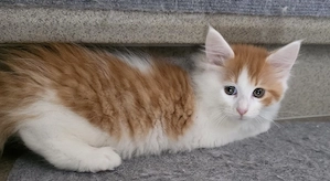 Maine Coon Kitten 