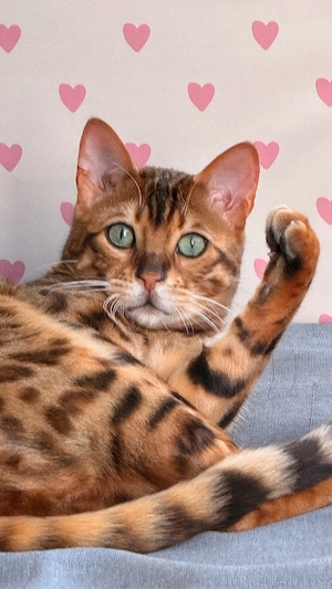 Bengalkater