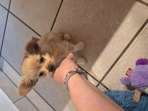 Chihuaha mix