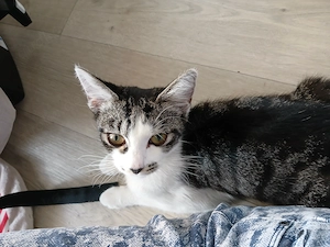 1 Katze sucht ein schönes Zuhause 