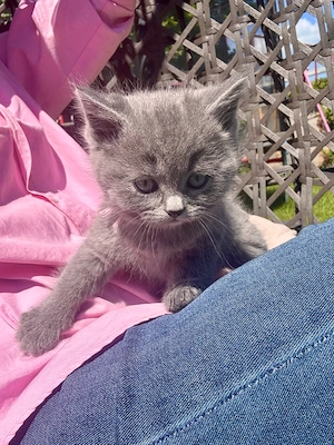 bkh kitten 