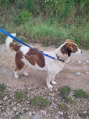 ELLA *bei unserer Pflegestelle in 46286 Dorsten* Bild 4