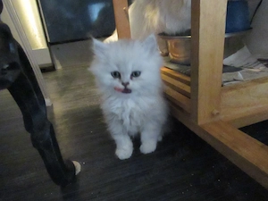 Wer hat noch nicht und möchte gerne eine British Longhair besitzen, abzugeben,Eltern mit Stammbaum, 