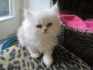 Wer hat noch nicht und möchte gerne eine British Longhair besitzen, abzugeben,Eltern mit Stammbaum, 