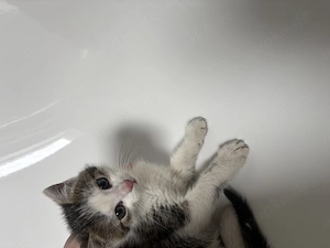 Süßes kleines Katzenbaby sucht liebevolles zuhause