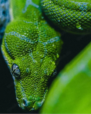 Morelia viridis grüne Baumpython 1.0 