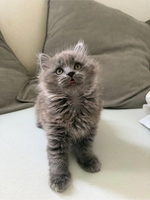 BKH Kitten