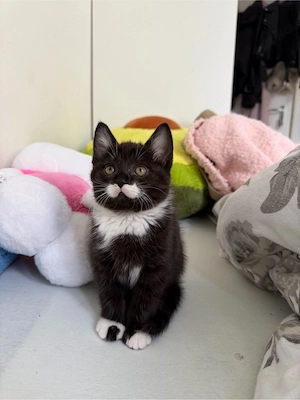 bkh kitten 