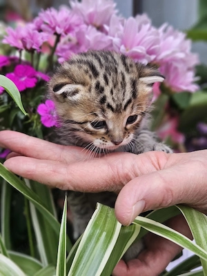 Bengal Kitten Mix Katzenbabys Kater
