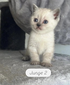 BKH Kitten *Nur noch 3*