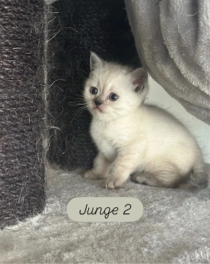 BKH Kitten *Nur noch 3*