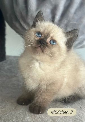 BKH Kitten *Nur noch 3*