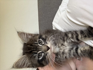 Maincoon Bkh mix kitten 