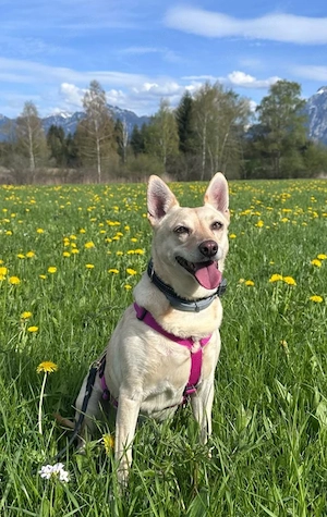 die liebe Frieda sucht ihr Zuhause