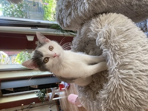 Brithisch Kurzhaar Kitten