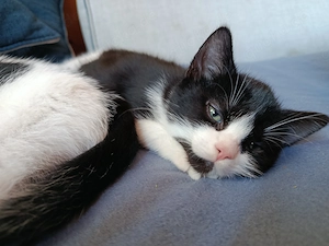 Katzen abzugeben 