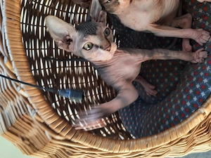 Hallo ihr lieben Dosenöffner und Kuschelmoster meine Schwester und ich suchen noch ein Zuhause  Bild 3