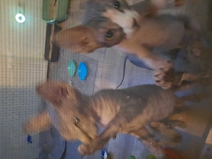 Hallo ihr lieben Dosenöffner und Kuschelmoster meine Schwester und ich suchen noch ein Zuhause  Bild 6