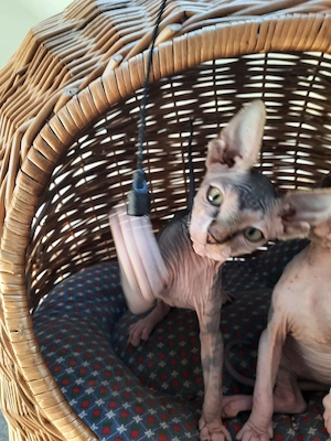 Hallo ihr lieben Dosenöffner und Kuschelmoster meine Schwester und ich suchen noch ein Zuhause 
