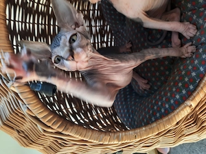 Hallo ihr lieben Dosenöffner und Kuschelmoster meine Schwester und ich suchen noch ein Zuhause  Bild 4