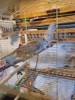 Diamanttäubchen 
