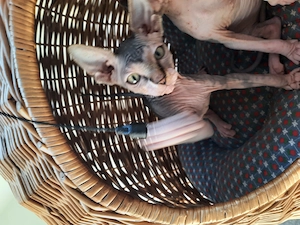 Hallo ihr lieben Dosenöffner und Kuschelmoster meine Schwester und ich suchen noch ein Zuhause  Bild 8
